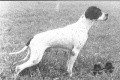 Pedigree AMOA DEL VENTO Pedigree AMOA DEL VENTO